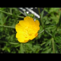 Renoncule - Renonculus Gouani (fam. Renonculacees) (02)